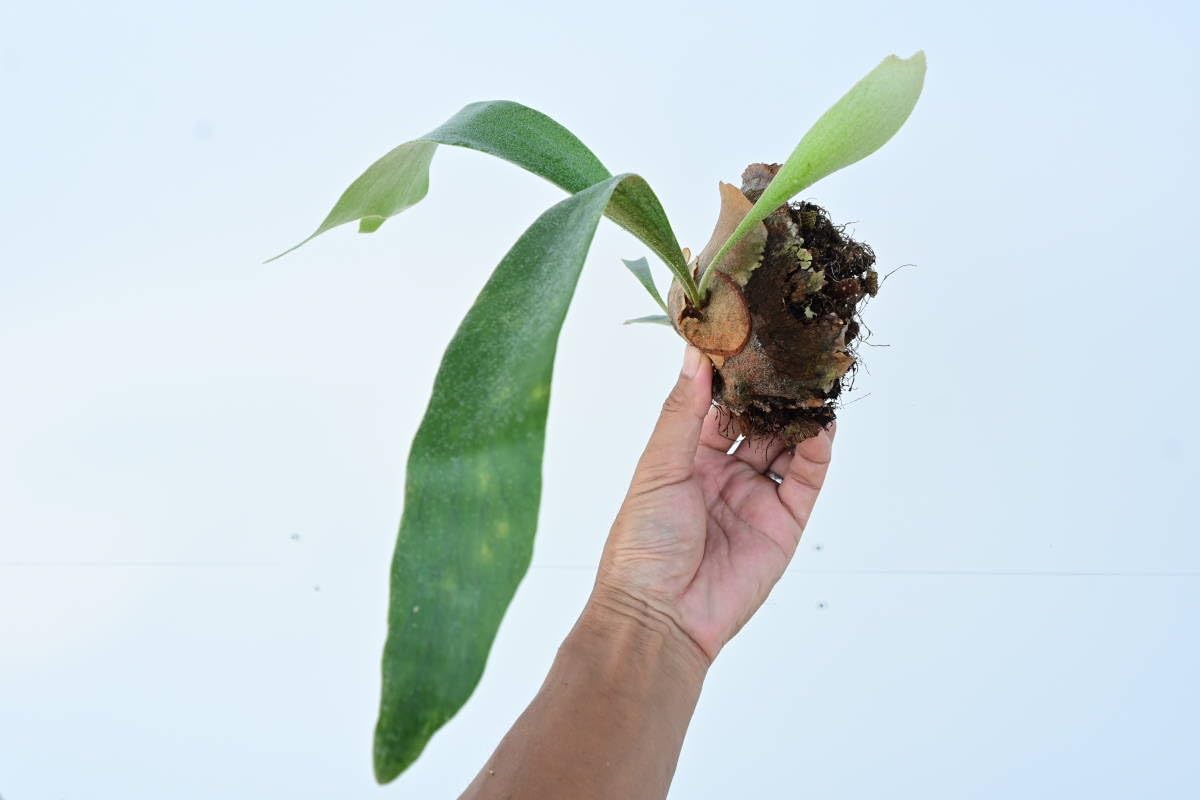 Amazon.co.jp: P.oramo (P.veitchii x P.bifurcatum) @bikamori.com