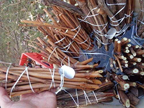 thronesfarm - Flavorella Plumcot Interspecific 3 Scion cuttings for Grafting, Shipped Wrapped - Shipping Directly from US
