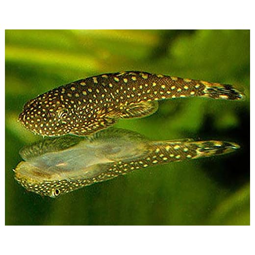 Finchville Aquatics Loach, Spotted Hillstream