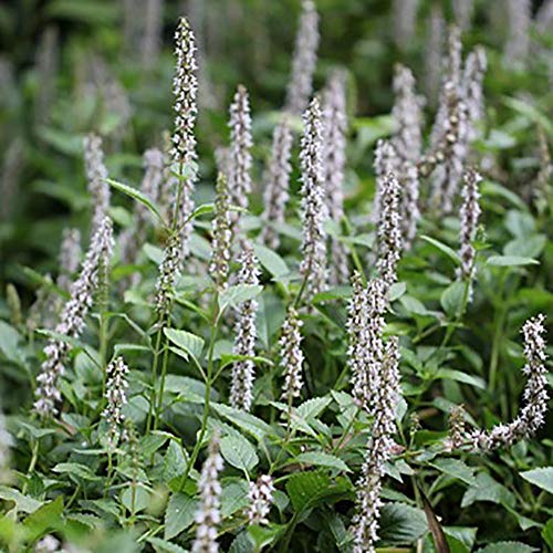 Shiningbaby 100PCS Jelly Grass Seed Mesona chinensis Benth Herb Plant Seeds