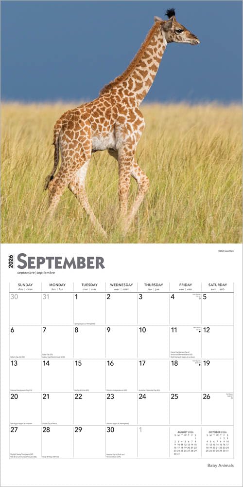 Baby Animals – Tierbabys – Tierkinder 2026 – 16-Monatskalender: Original BrownTrout-Kalender [Mehrsprachig] [Kalender]