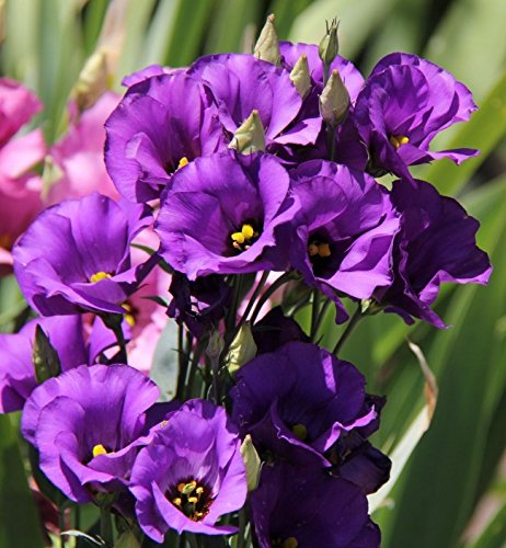 Eustoma/Lisianthus grandiflorum Florida Blue F1 Terry Flower Seeds