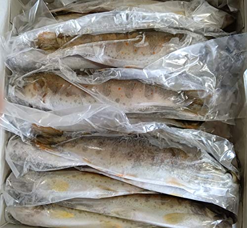 国産　冷凍　あまご　1kg（P12尾〜14尾）　業務用　一級品　天子