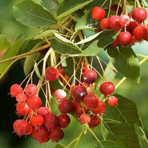 Amazon ジューンベリー 苗 矮性品種 リージェント ポット苗 植木