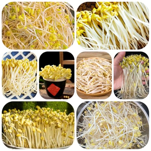 semillas de brotes - Brotes de soja plantas balcón plantas interior camas elevadas para jardín herbáceas exóticas balcón invernadero semillas hierbas jardín macetas jardín hierbas 300pcs