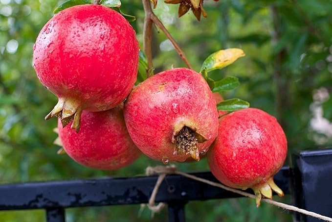 NEW DEBNATH NURSERY, Super Bhagwa Pomegranate Anar Fruit Dwarf Variety Live Plant GA5