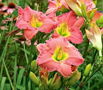 FERNSFLY® IMP. Daylily | Hemerocallis | Daylilies | Day Lily Excellent Quality Flower Bulbs Aromatic Flower Plant Home Outdoor Gardening Plants Flowering Bulbs (Pack Of 8 Woodside Romance)