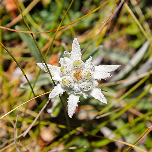 semillas de edelweiss - camas elevadas para jardín semillas de silvestres jardín edelweiss pradera 400pcs