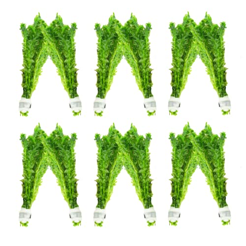 Mainam Anacharis Elodea Densa Tropical Freshwater Live Aquarium Plant Decorations (12 Pack)