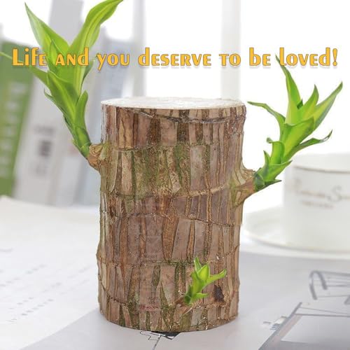 Listado y reviews de Tronco brasil los más recomendados. 27 Imagen adicional