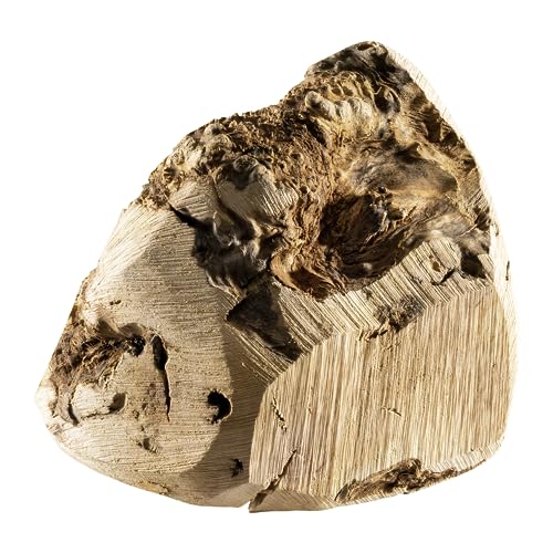 Chewies Kauwurzel für Hunde aus Baumheide Wurzel - 100 % natürliches Hunde-Spielzeug risikoarm & langlebig - Größe L: Für Hunde ab 20 kg Körpergewicht, L (1er Pack)