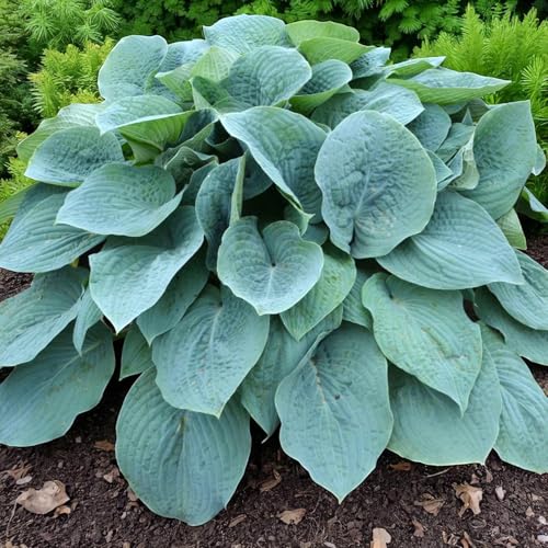 Carbeth Plants Hosta Fragrant Blue Bare Root - Fragrant White Flowers with Blue Foliage for Shady Gardens - Compact Perennial for Pots or Woodland Borders (3, Fragrant Blue)