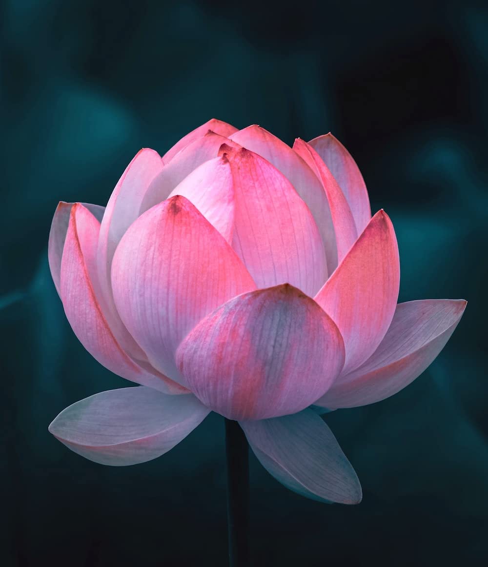 Lotus seeds for planting in pots, Highgermination (Pack of 7) (B0CMD9KP1Q) Amazon Price History, Amazon Price Tracker