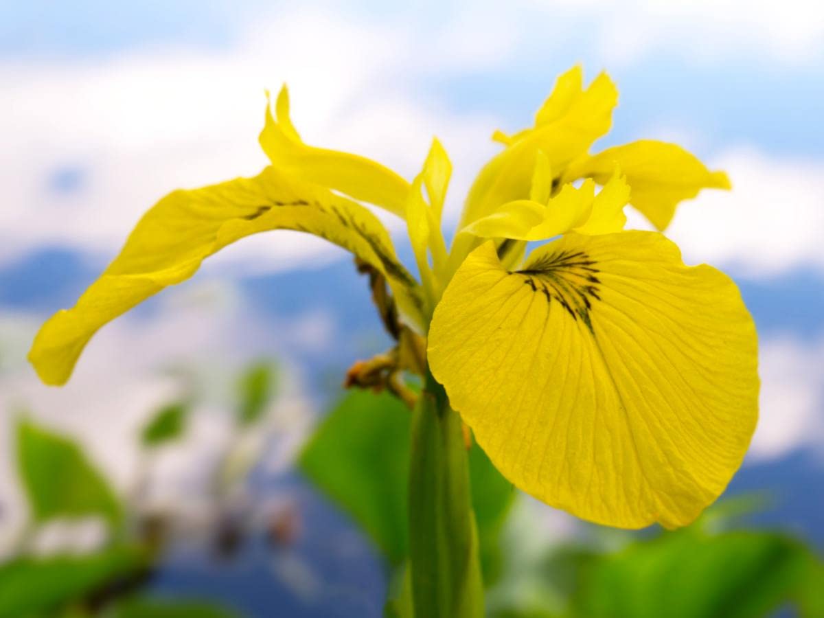 Iris Strong Gold-Yellow Pack Of 5 With 1 Bulb Free For Your Garden, Home Pots Or Container, Summer Flower Bulb, Attractive Blooming Flower, Good Germinating Bulb, Suitable For Any Soil By ANGIOOUTLETS (B09S4Q78RB) Amazon Price History, Amazon Price Tracker