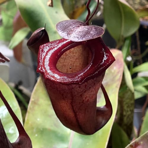 Semi di carnivora Nepenthes brocca, resistenti per il giardino esotiche resistenti decorazione autunnale, 75pcs