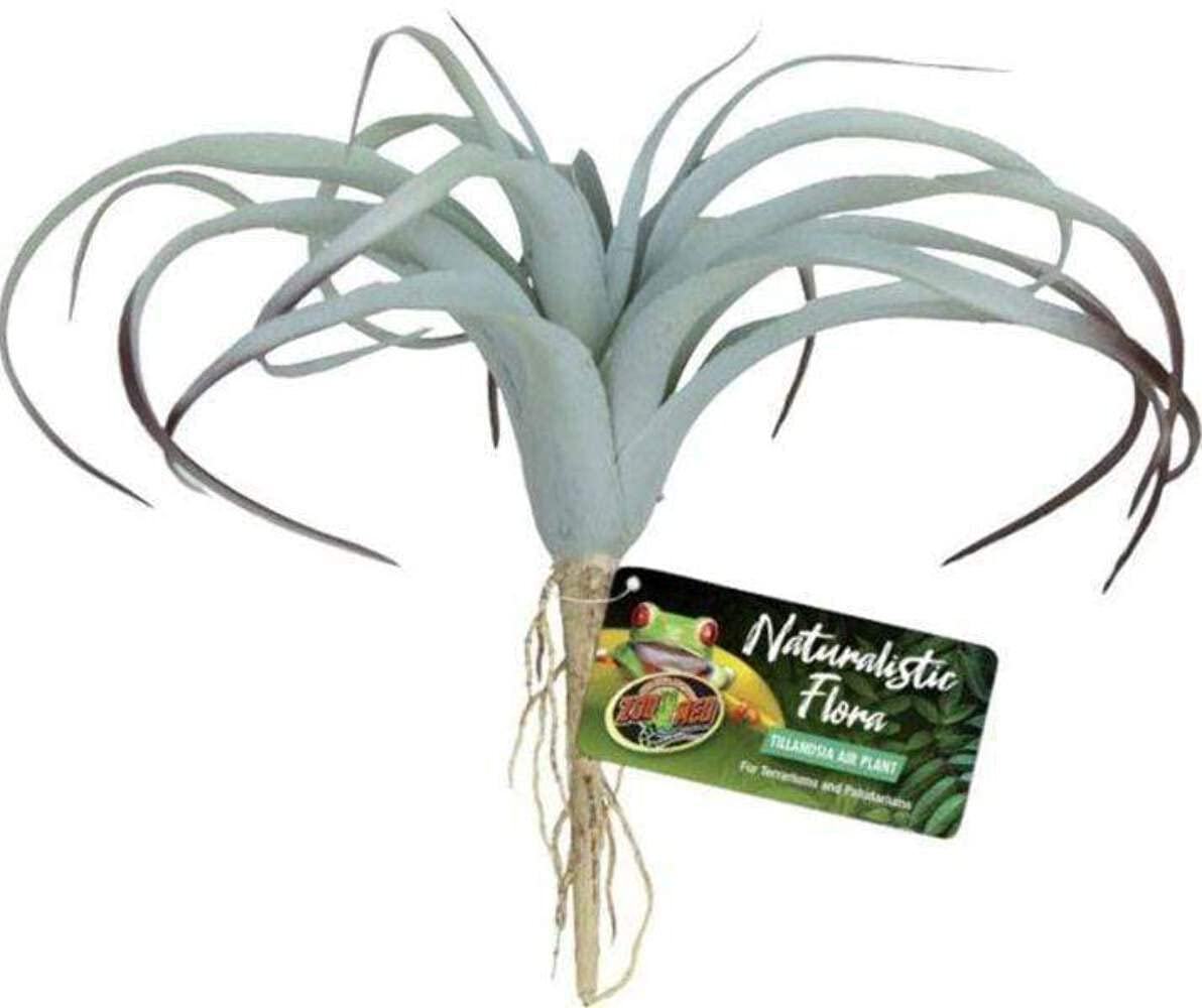 Plante Tillandsia Zoomed artificielle lavable et sans entretien