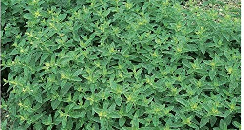 750 Seeds of Vegetables Herb Sweet Marjoram