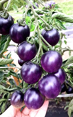 Purple Blue Indigo Rose Tomato 20+ Seeds For Planting Exotic Vegetable Garden #TOP6