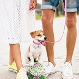 3 Stück Hundehalsband und Leine Set, Welpenhalsbänder mit Leinee, Verstellbares Hundehalsband mit Leine Weich Welpen Schnellverschluss Nylon Haustier Halsband für Kleine Hunde Mittlere