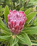 Protea Flower Notebook (real photography): College Ruled |100 pages | 7.5 x 9.25