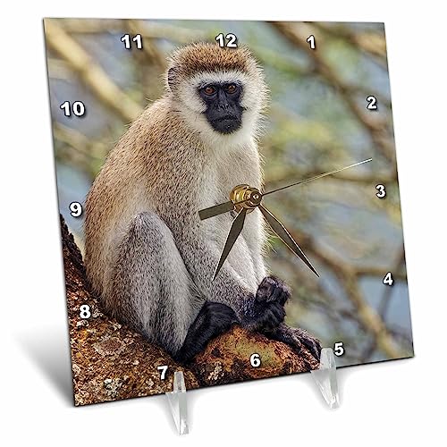 3dRose - Black Faced Vervet Monkey, Ngorongoro Crater, Tanzania, Africa - Desk Clock - (dc-366252-1)