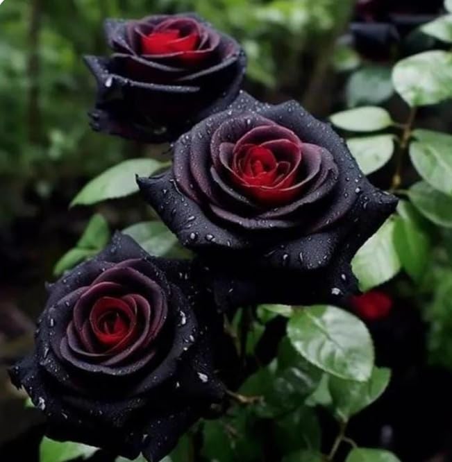 Rre Rose Bushes Live Plants, Perennial Flowering Shrub for Outdoor Garden Yard Planting/that Grow Fast/Golden Jade Carving-4 Root-C