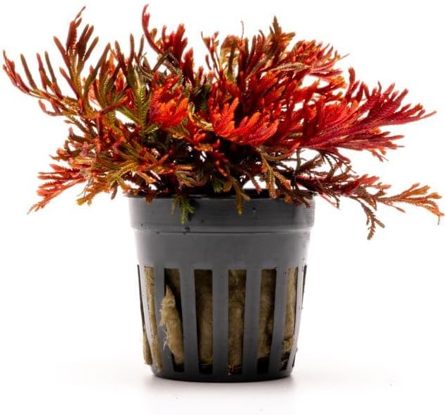 SubstrateSource Live Aquarium Plants on Driftwood, Lava