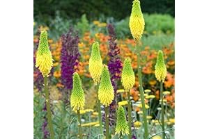 Red Hot Poker Seeds: Flaming Torches for Your Garden