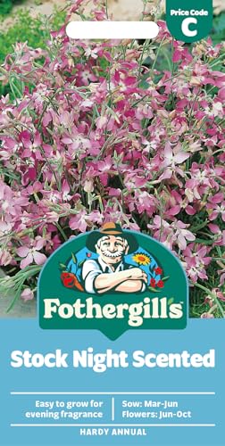 Fothergill's Stock Night Scented Flower Seeds, 1500 Seeds, Sow: Mar-Jun, Purple