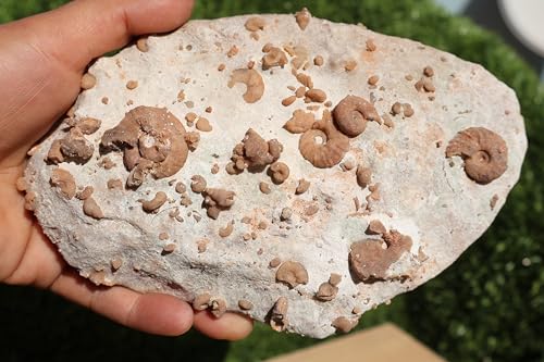 Image of Ammonites & Gastropods Plate Cretaceous Fossils Fossils from Morocco Fossil Rock ammonites Fossil from Morocco A105