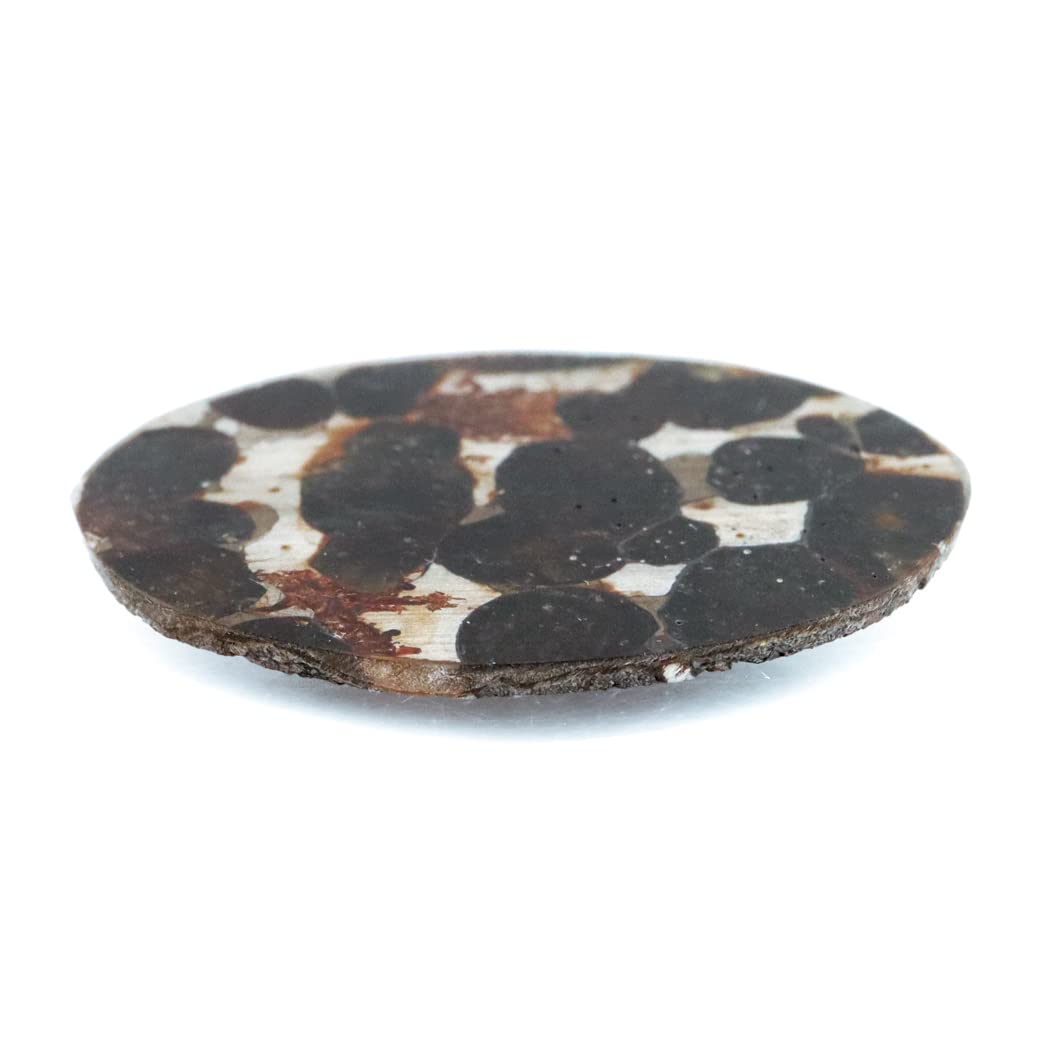 Amazon.co.jp: [GOLD STONE] パラサイト隕石 ケニア セリコ産