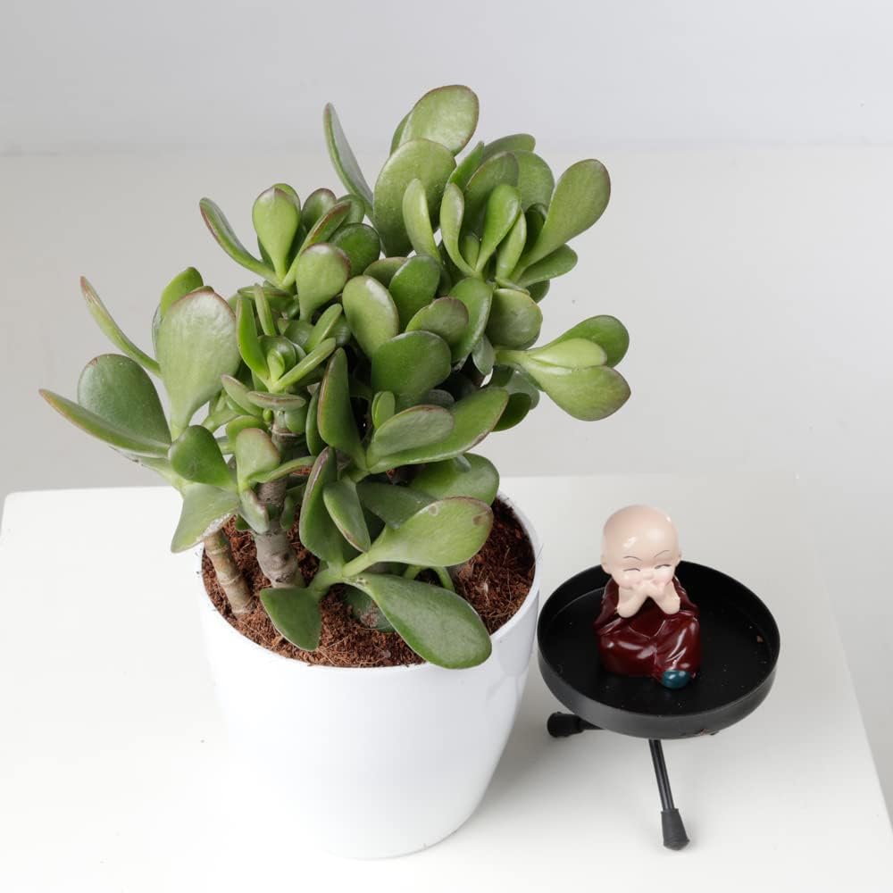 Grow Vatika Good Luck Jade Plant/Crassula Ovata Live Indoor Plants With Unique rounda Pot White Best for Living Room, Kitchen, Bedroom, & Office Table 4