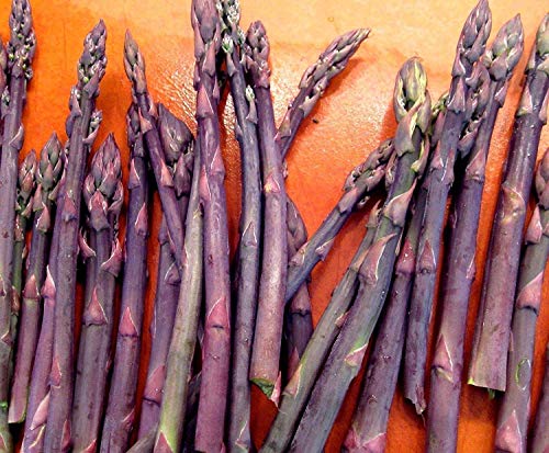 ® 5 asparagi Crown, asparagi, Purple Passion 2 anno di radici