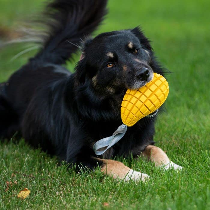 Sprenger Hundespielzeug Mango mit Leckerli Versteck I Intelligenz Lernspielzeug für den Hund aus Naturkautschuk für natürliche Zahnpflege
