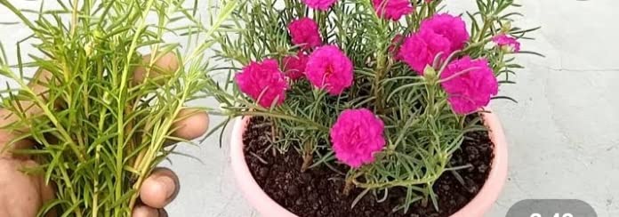Purslane/Portulaca/Table Rose Pink colours Live plant cuttings without roots of 5 Nos. (B0BBRLJ3WG) Amazon Price History, Amazon Price Tracker