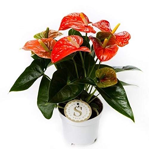 zimmerpflanzen glücksbringer Mini-Ginkgobaum (Geschenk) kaufen main image 1
