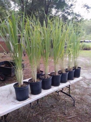 10 Live Plants of Lemongrass - Fully rooted