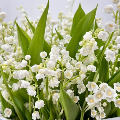 5 Lily of The Valley Roots Lily of The Valley Rhizomes Annual Lily Flower Plant Planting Outdoor Indoor