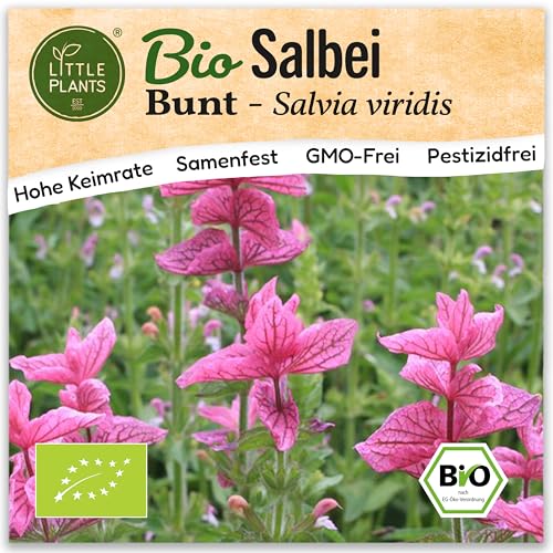 Little Plants BIO Salbei Samen 100 Salbeisamen Pink Sommersalbei Krautsamen Saatgut Samenfest für Kräutergarten Kräuter Saatgut Balkon und Garten