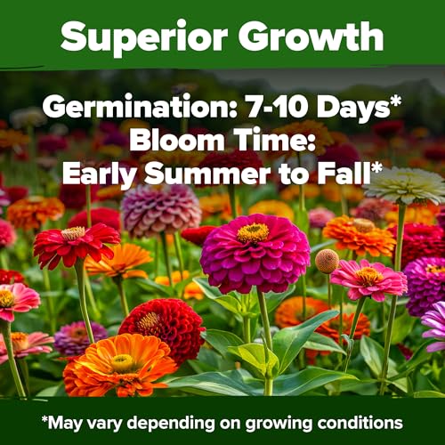 Image of HOME GROWN Zinnia Seeds for 2026 - California Giant Mix - 7,300+ (2 oz) Plant Wildflower Blooms Bulk Seeds for Planting Flowers Outside - Pollinator Gardens (Zinnia elegans)