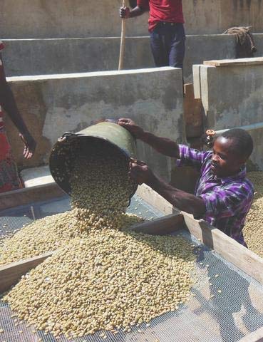LA COLOMBE Ethiopia Yirgacheffe Café en Grano 12 OZ miniatura 4