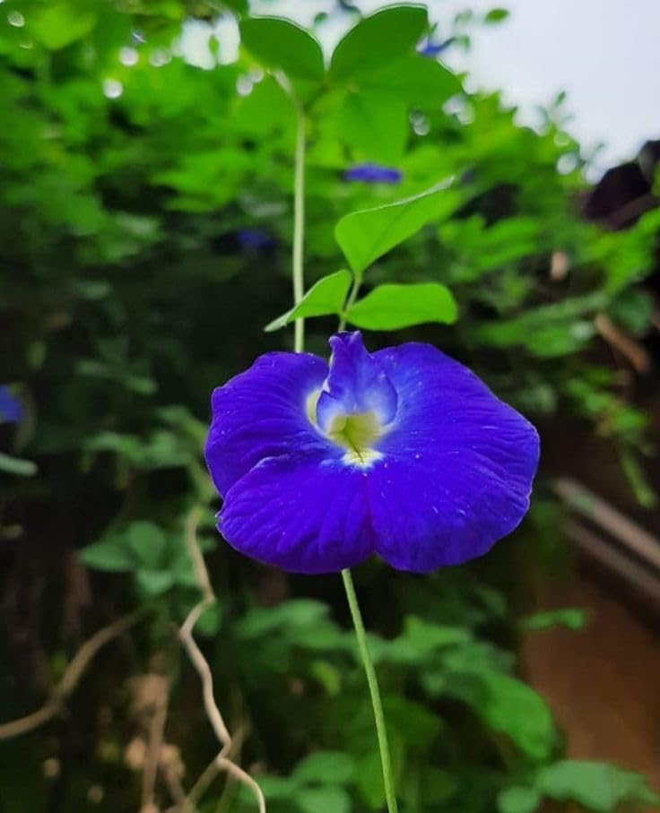 Live Shankhpushpi Flower Plant, Aparajitha/Sangu Poo/Clitoria Ternatea Live Blue Flower Plant : 1 Healthy Live Plant With Pot (B0D5WL7VXG) Amazon Price History, Amazon Price Tracker