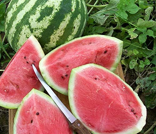 Miniatura 5 de Semillas Fruta Sandía Carmesí Dulce Verde para Plantar - 20 Semillas