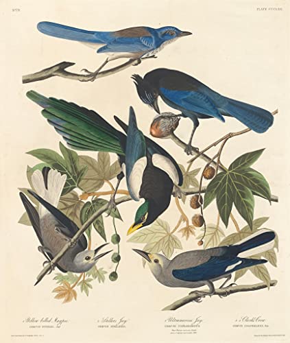 Affiches et gravures de pie et geai John Audubon pour creer une ambiance nature dans un grand salon