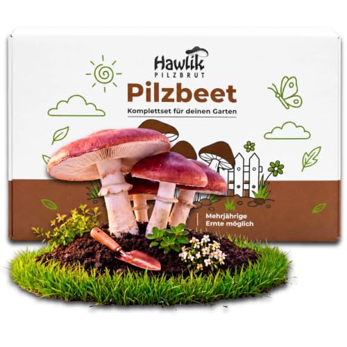 Hawlik Pilzbrut - das Original - Braunkappen Waldgarten Pilzzucht Kultur zum selber züchten im eigenen Garten - kinderleicht frische Pilze ernten - Pilze züchten Set