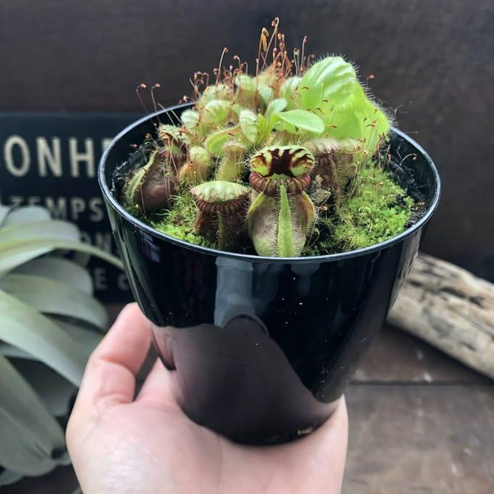 Amazon.co.jp: セファロタス 食虫植物 インテリア 多肉植物 : ホーム