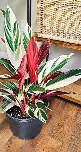 Flowery Foliage Triostar Stromanthe Live Plant, With Pot, Care Guide & Freebies