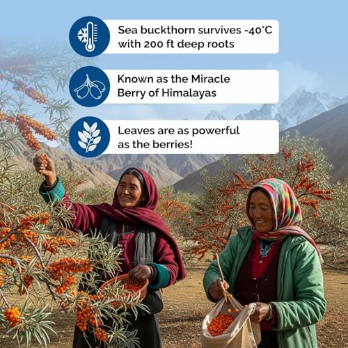 Image of Biosash Sea Buckthorn Dry Leaves 50g*2 | 100% Natural Herbal Tea Leaves for Wellness | Caffeine-Free Seabuckthorn Dry Leaf | Rich in Antioxidants & Nutrients | Herbal Infusion for Sugar management | 100 GM