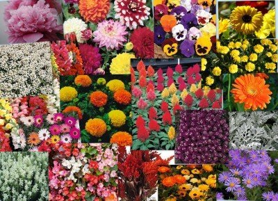 Seedscare India 20 packets flower seeds kit (1000+ seeds) buy know to get 1 basil seeds pkt free-picture-11