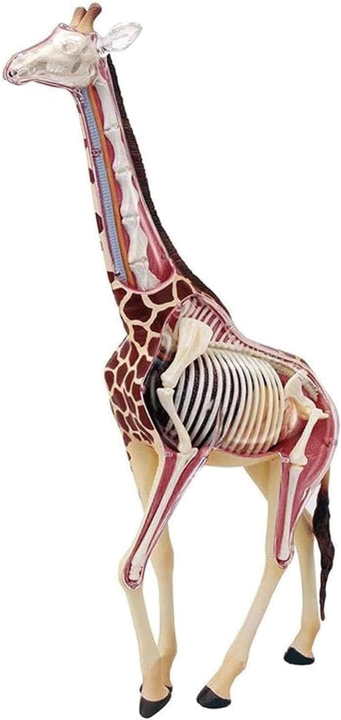 YNIYUJKL 4D Giraffe Anatomy Model,Detachable 27 Parts Giraffe Organ And Skeleton Anatomy Model,For Biology Animal Medical Teaching And Research
